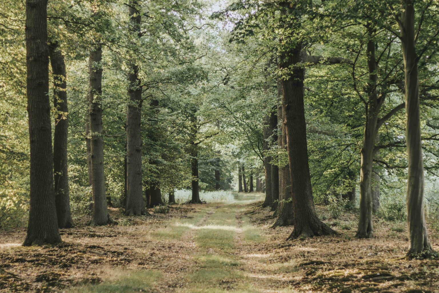 forestpeace-fred-foundation